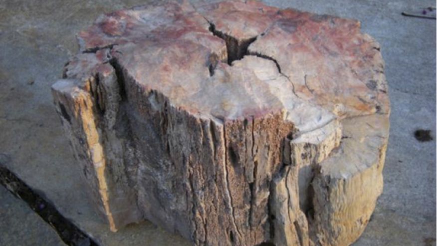  Fire stone: First fire scorched petrified wood found