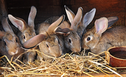Rabbits in hutch Whole Foods Sale of Rabbit Meat Sparks Protests Planned for This Weekend